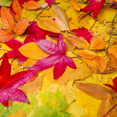 Autumn Leaves Background.  Leaves tree maple