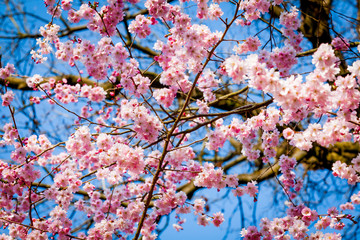 Sakura flower on nature background. pink spring blossom backgrou