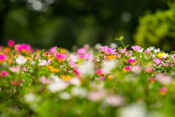 Colorful portulaca oleracea