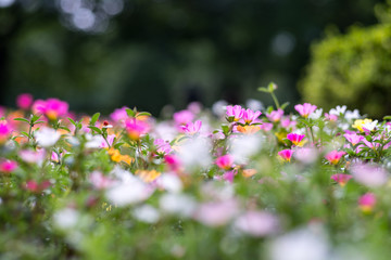 Obraz premium Colorful portulaca oleracea