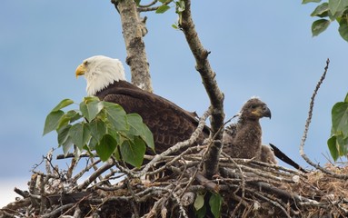 Baby eagle  © Brandy