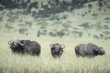 Group of Cape Buffalo, Serengeti
