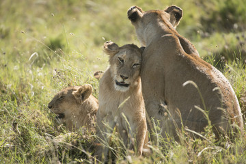 Affectionate Lion Family