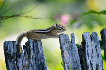 Chipmunk small striped rodent of the squirrel family. The photo Siberian chipmunk.