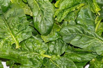 Close-up of fresh harvested green spinach leaves. Top view image Spinacia oleracea, healthy vegetable food for low carb or low fat diet, photo for cooking concept, blog, book, magazine