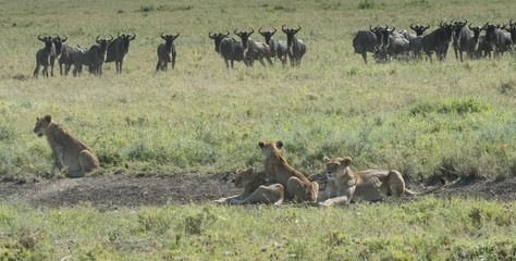 Naklejka premium Worried Wildebeest and Hunting Lions