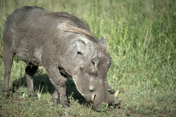 Warthog, Serengeti
