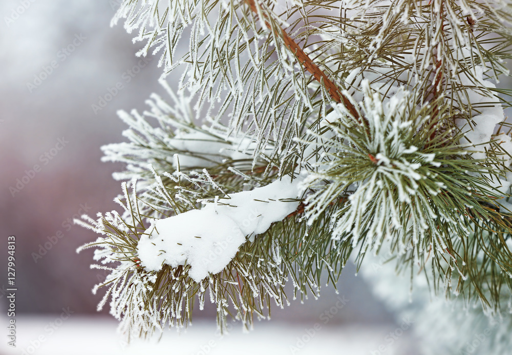 Sticker branch of fir tree covered with snow, closeup