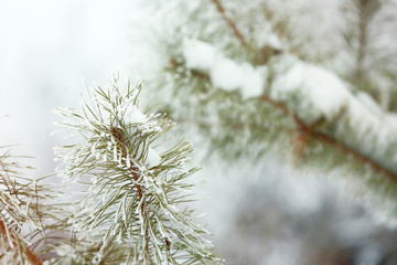 Branch of fir tree covered with snow, closeup