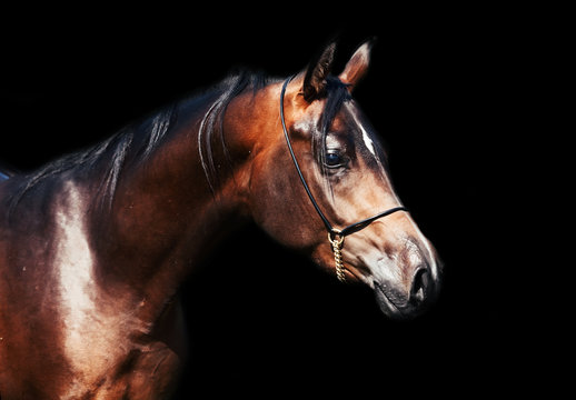 portrait  of beautiful  bay arabian colt