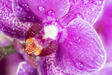 Naklejka na ściany i meble Flowers - Orchidea, Orchid