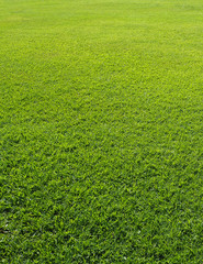 Green Grass field in the park.