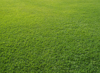 Green Grass field in the park.