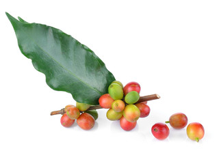 fresh coffee beans isolated on white background