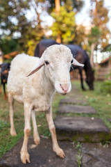 Close-up portrait of a sheep and a horse on background