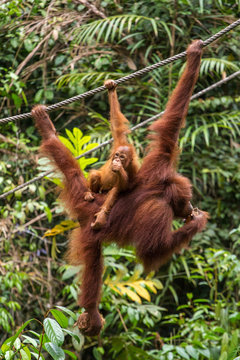 Female orangutan hanging on the rope