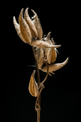 Milkweed