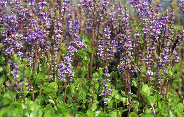 Bunches of tiny and delicate pink aquatic flower