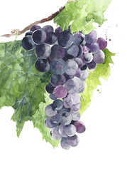 Grape black grapes on vine watercolor painting illustration isolated on white background - 127996889