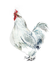 Chicken hen watercolor painting illustratio isolated on white background