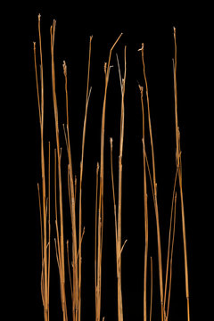 Big Bluestem Prairie Grass Isolated