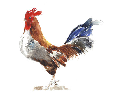 Chicken hen rooster watercolor painting illustratio isolated on white background