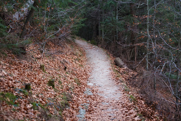 Fototapeta premium The narrow pathway in the High Tatras mountains.