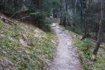 The narrow pathway in the High Tatras mountains.