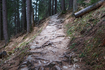 Fototapeta premium The narrow pathway in the High Tatras mountains.