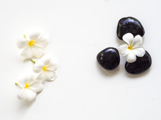 Frangipani plumeria Spa Flower with massage stones on white background
