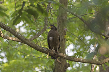 Crested Serpent Eagle in a Tree