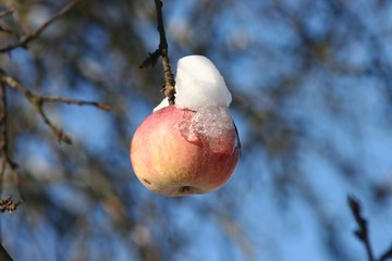 Froz Apple 4
