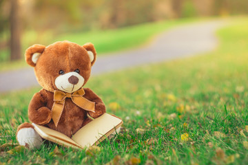 teddy bear with the book sitting on grass field in autumn season