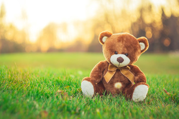 teddy bear sitting on grass field in beautiful day autumn season