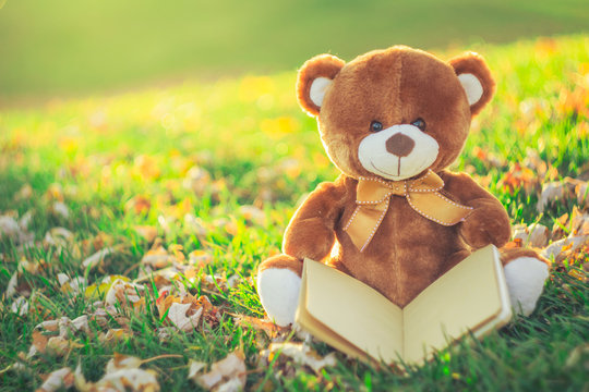 teddy bear with the book sitting on grass field in autumn season