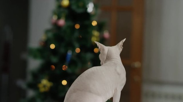 side view of cat phinx feeding