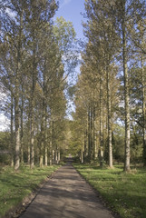 Fototapeta premium footpath trail in the english countryside UK