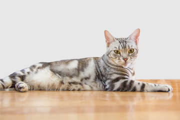 American shorthair cat on the floor