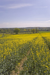 Obraz premium footpath trail in the english countryside UK