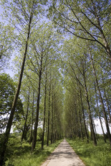 footpath trail in the english countryside UK