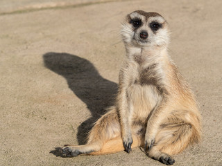 Meerkat sitting on the ground