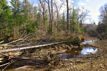 Creek in The Forest - wild nature