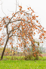 Ripe persimmon on a tree in winter