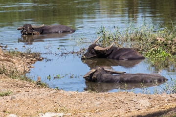 Thai buffalo in river