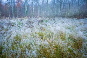 Frosty morning landscape