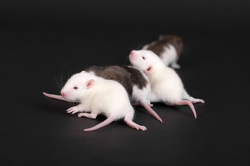 portrait of baby rats