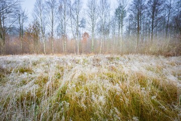 Obraz premium Frosty morning landscape
