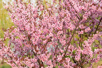 In full bloom in the peach blossom