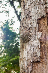 bark of tree