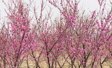 In full bloom in the peach blossom